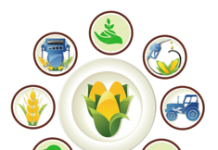 Top Agricultural Universities in Pakistan List